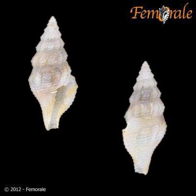 Image of Clathurellidae H. Adams & A. Adams 1858