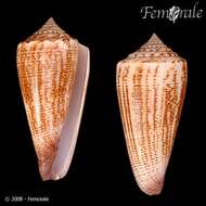 Image of <i>Conus furvus albicans</i> Sowerby 1857