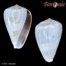 Conus papilliferus G. B. Sowerby I 1834的圖片