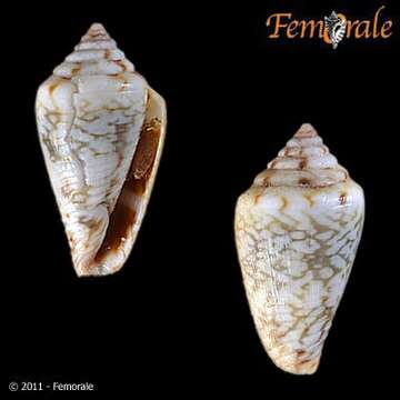 Image de Conus felitae Rolán 1990