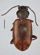 Image of Bembidion (Eupetedromus) tinctum Zetterstedt 1828