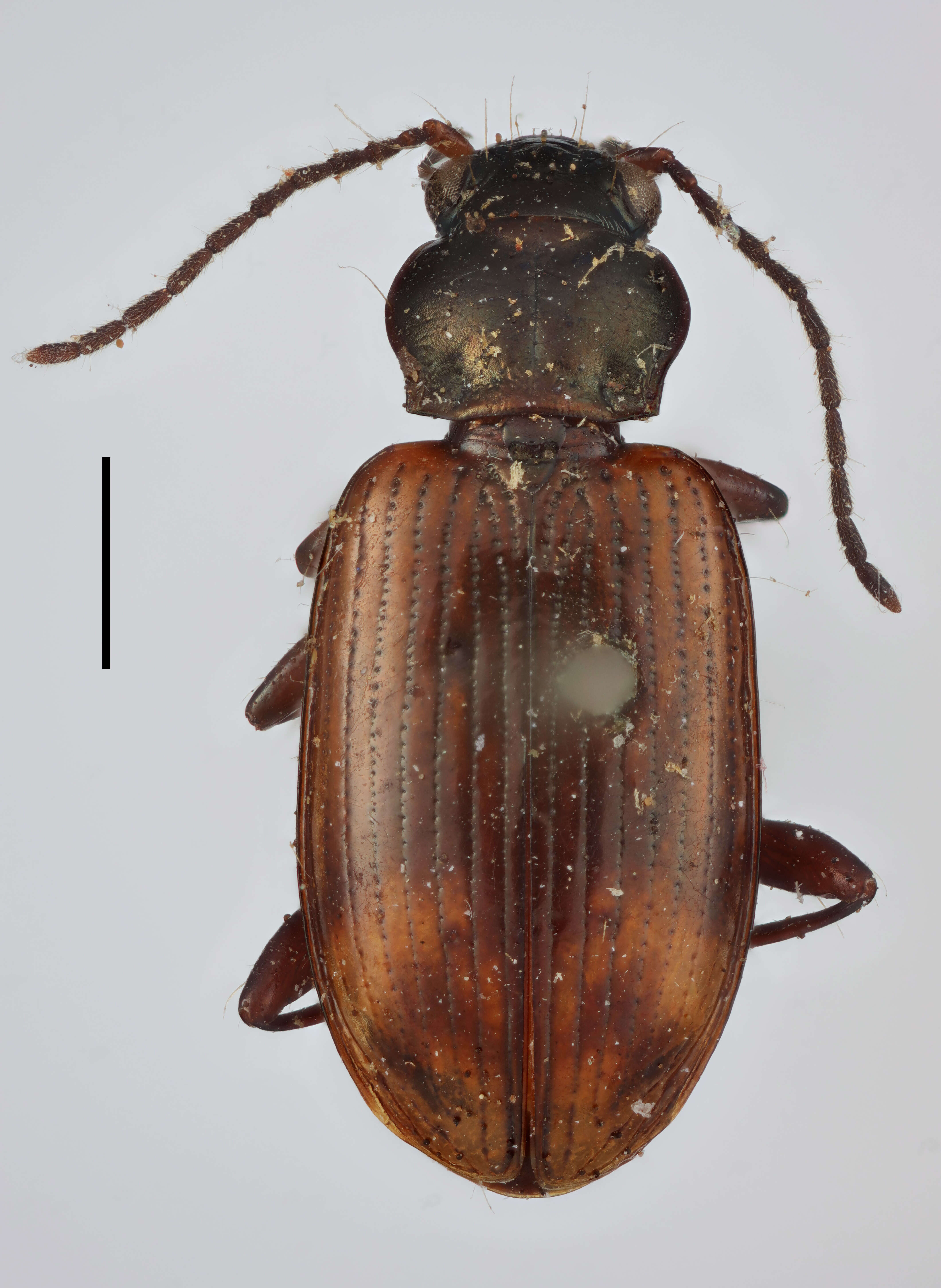 Image of Bembidion (Eupetedromus) tinctum Zetterstedt 1828