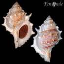 Image of common frogsnail