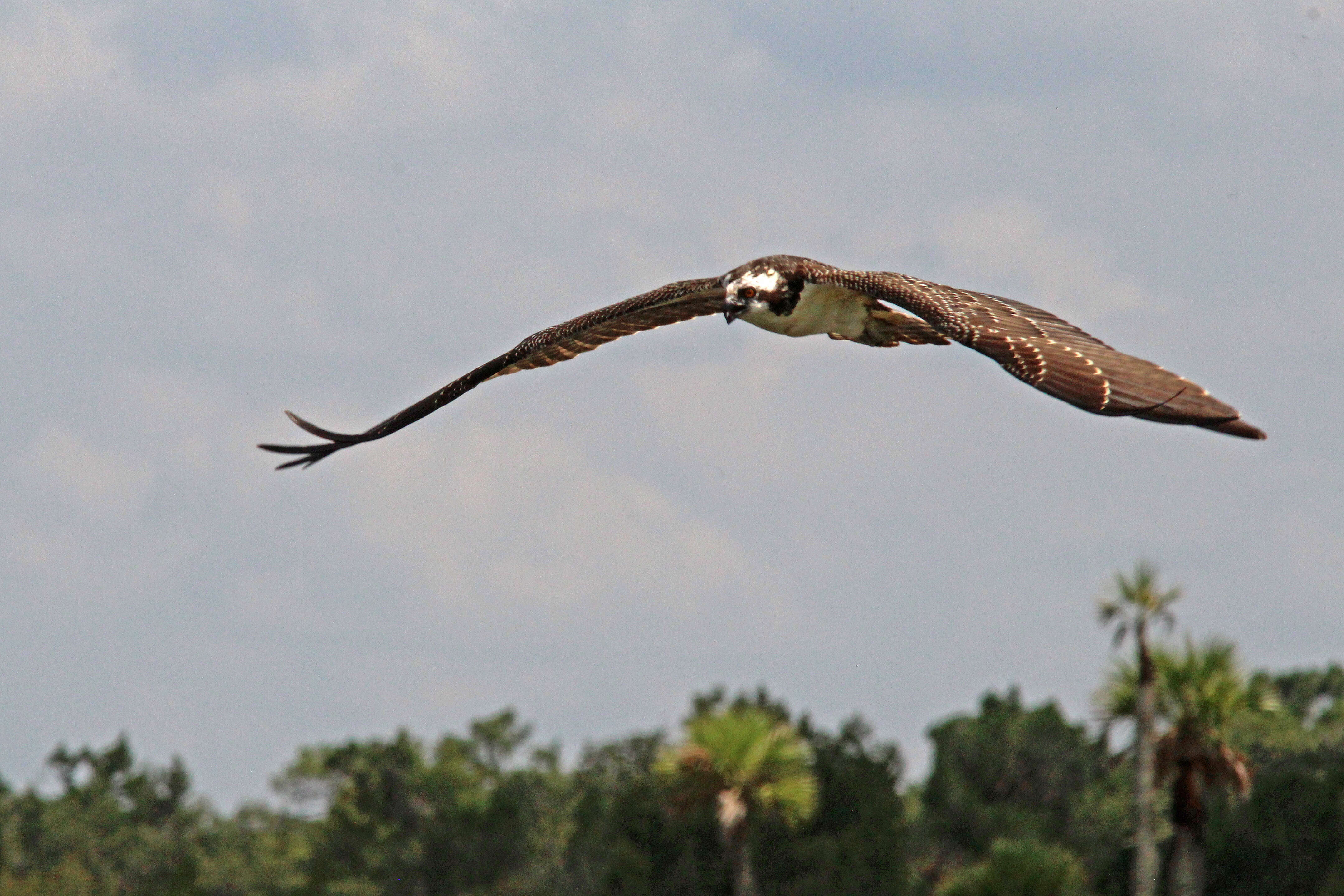 Image of ospreys