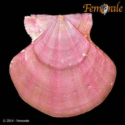 Image of Pectiniidae