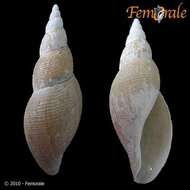 صورة Borsoniidae Bellardi 1875