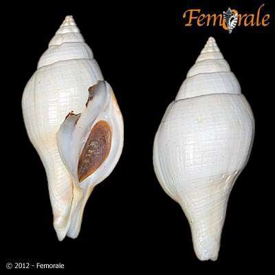 Image of Turbinellidae Swainson 1835