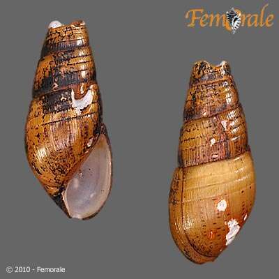 Image of Hemisinidae