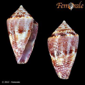 Image of Conasprella Thiele 1929