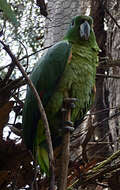 Image of Southern Mealy Amazon