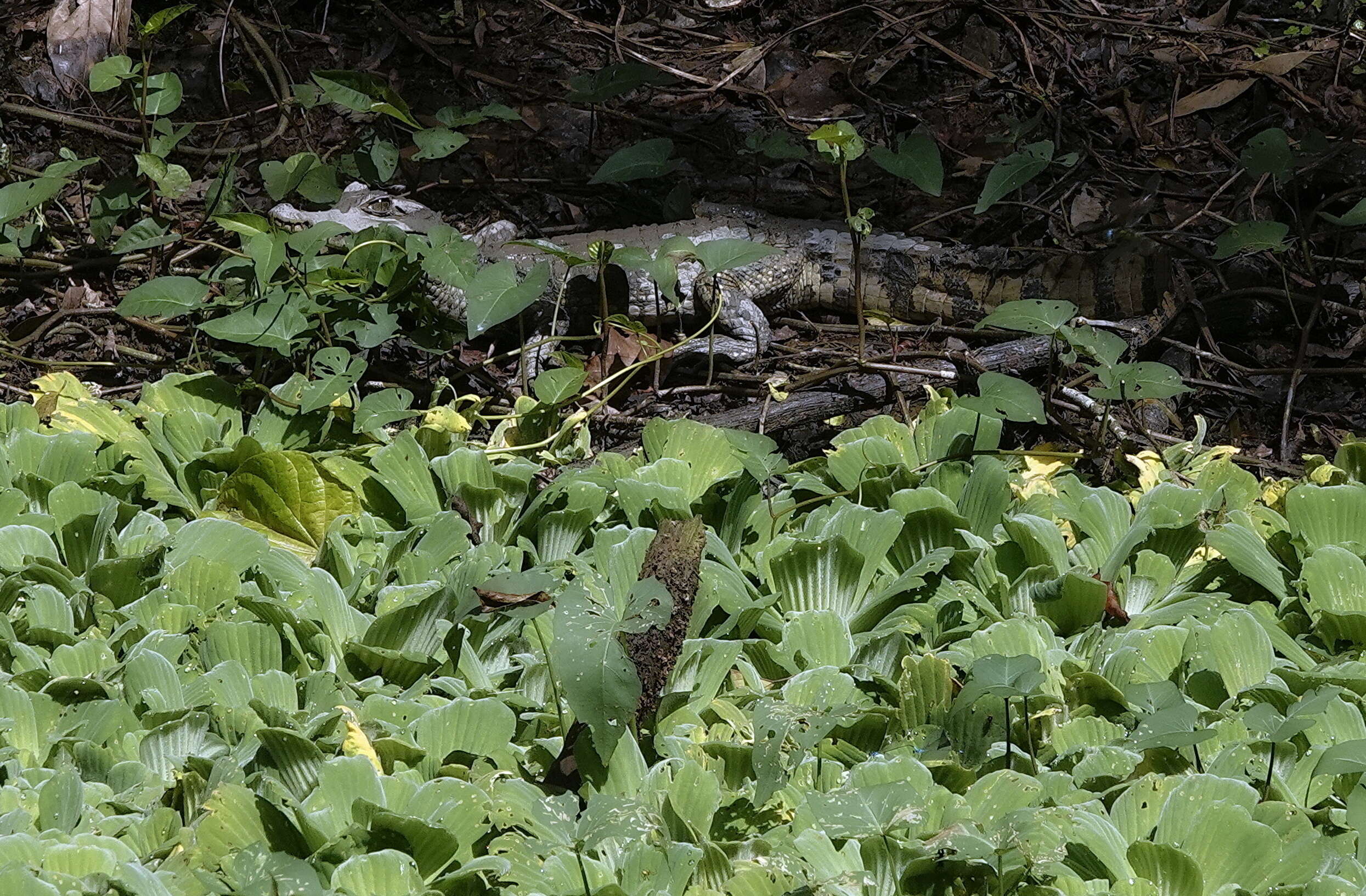 Image of Common Caiman