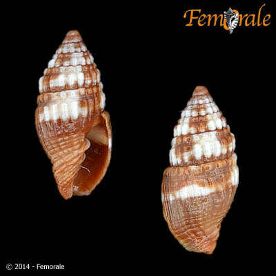 Слика од Turbinelloidea Rafinesque 1815