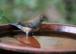 Image of Indigo Bunting