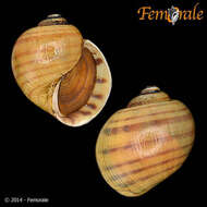 <i>Pomacea lineata</i> Spix 1827 resmi