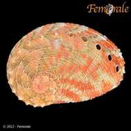 Image of Haliotoidea Rafinesque 1815