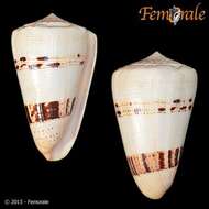 Image of cone snails