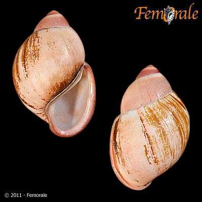 Image de Strophocheilidae