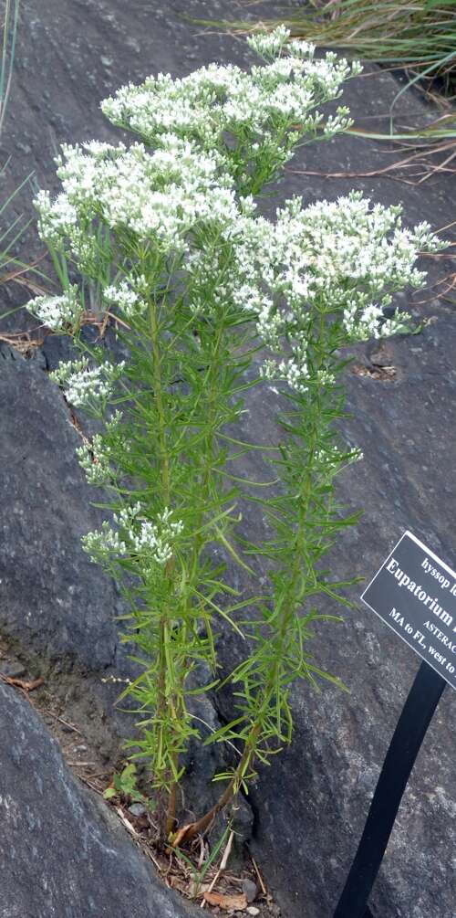 Sivun Eupatorium hyssopifolium L. kuva