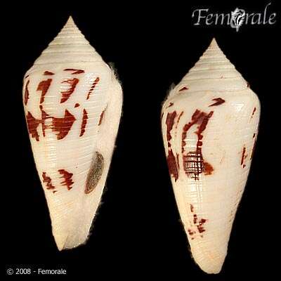 Image of Conus Linnaeus 1758