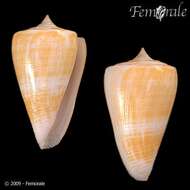 Image of Conus sunderlandi Petuch 1987