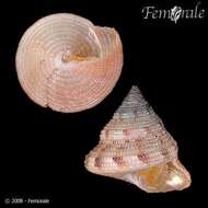 Слика од Calliostoma Swainson 1840