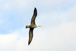 Image of Waved Albatross