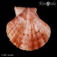 Image of Cryptopecten Dall, Bartsch & Rehder 1938