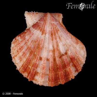 Image of Cryptopecten Dall, Bartsch & Rehder 1938