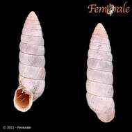 Image of Fauxulus agulhasensis Pilsbry 1952
