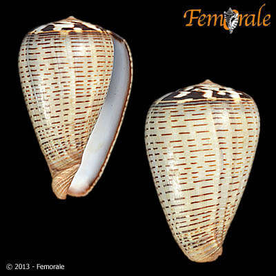 Image de Conus glaucus Linnaeus 1758