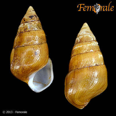 Sivun Pleurocera Rafinesque 1818 kuva