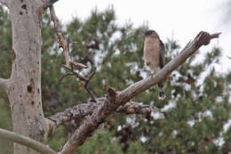 Image of Cooper's Hawk