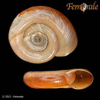 Image of ramshorn snails