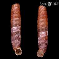 Plancia ëd Gongylostoma