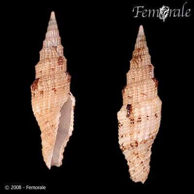 Image of Turbinelloidea Rafinesque 1815