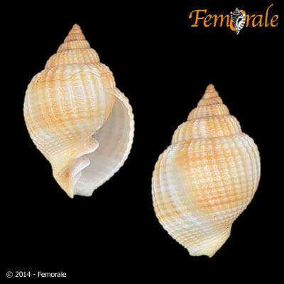 Image of <i>Cancellaria</i> cf. <i>obesa</i> Sowerby 1832