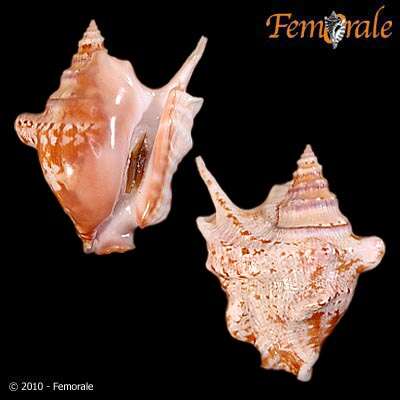 Image of Sinustrombus Bandel 2007