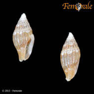 Image of Seminella Pease 1868