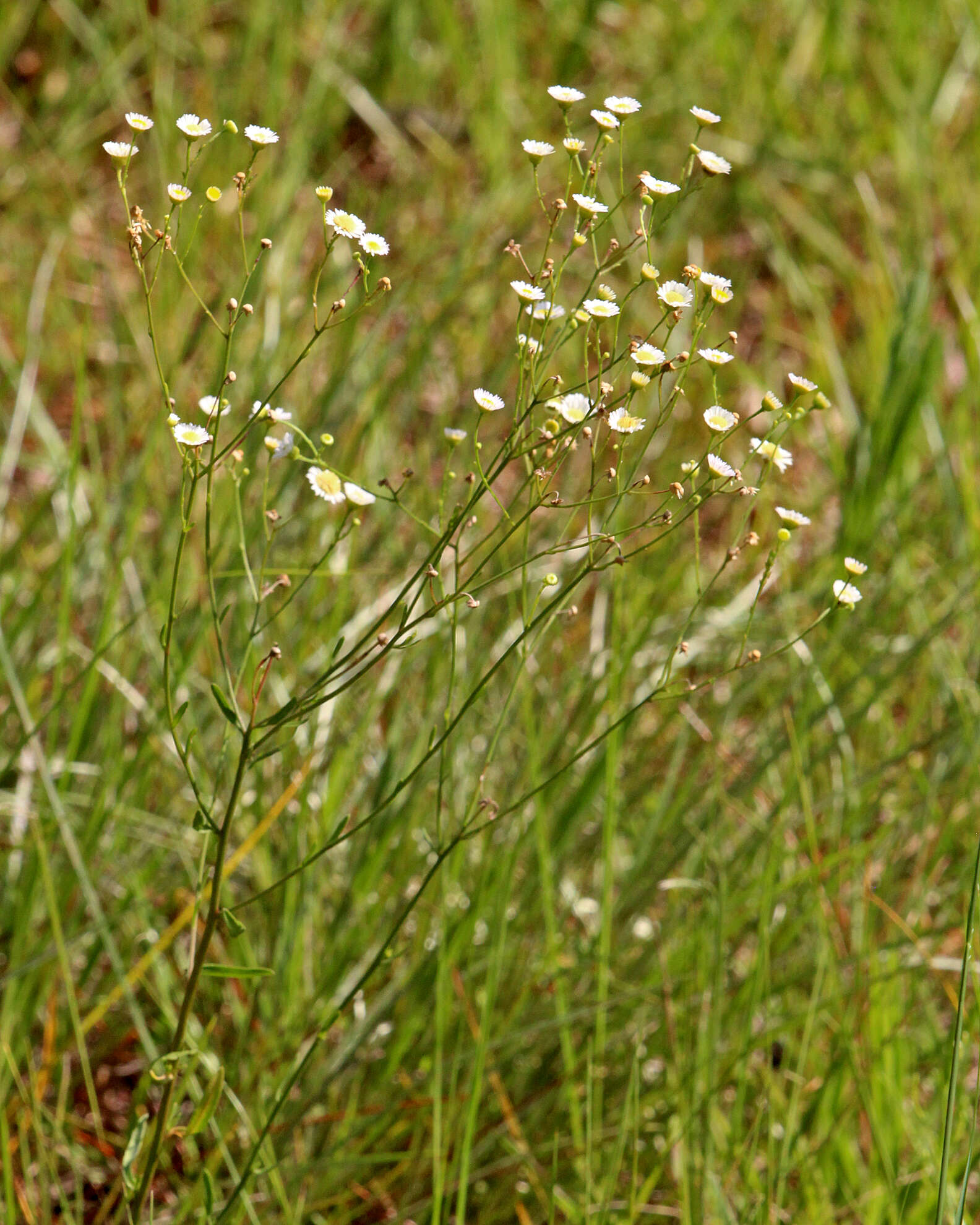 Image of prairie fleabane