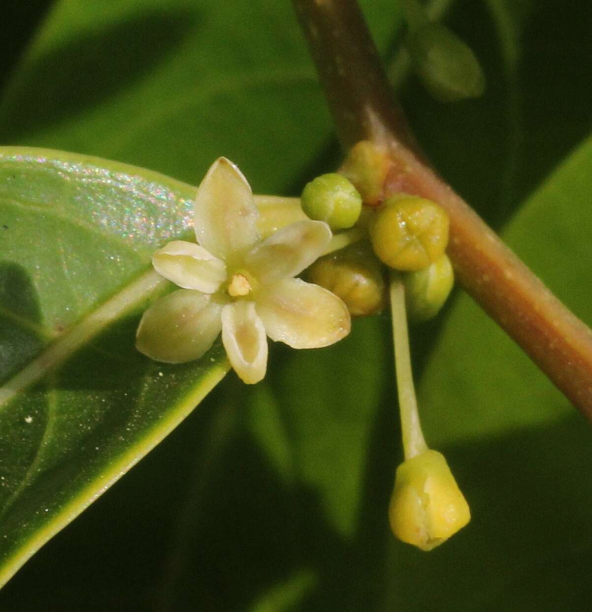 صورة Phyllanthus hohenackeri Müll. Arg.