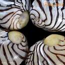 Image of zebra nerite