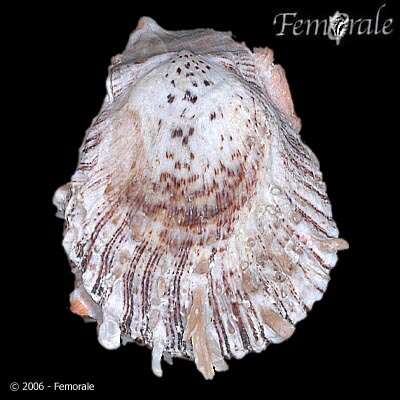 Image de Spondylidae Gray 1826