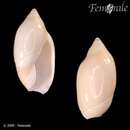Sivun Ancilla ventricosa fulva (Swainson 1825) kuva