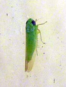 Image of Potato Leafhopper