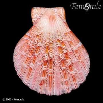 Anguipecten Dall, Bartsch & Rehder 1938的圖片