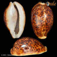 Image of cowrie