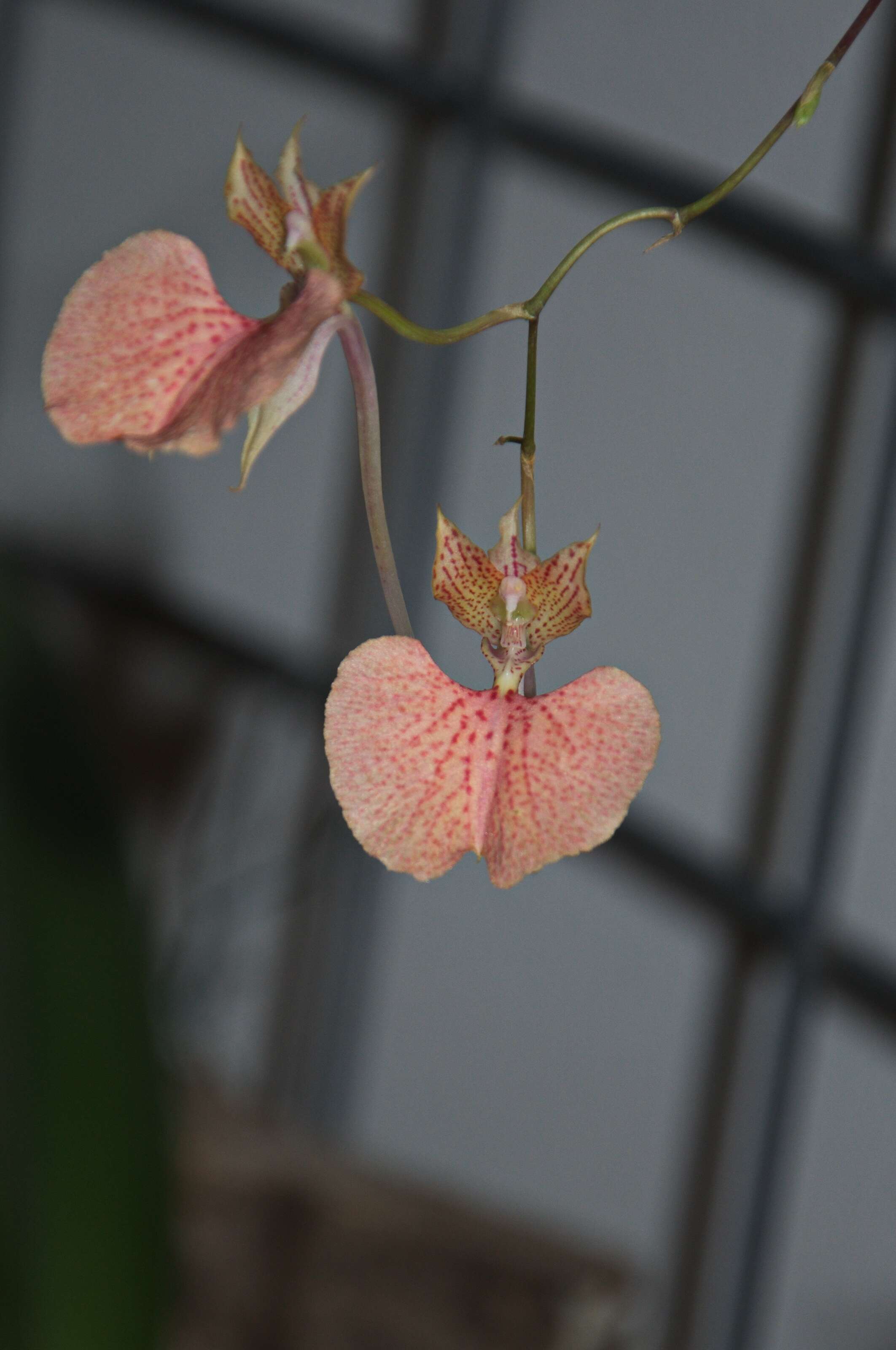 Plancia ëd Comparettia speciosa × Comparettia macroplecton