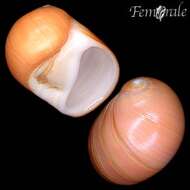 Image of moon snails