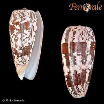 Image of cone snails