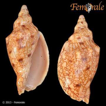 Image of Odontocymbiola Clench & R. D. Turner 1964